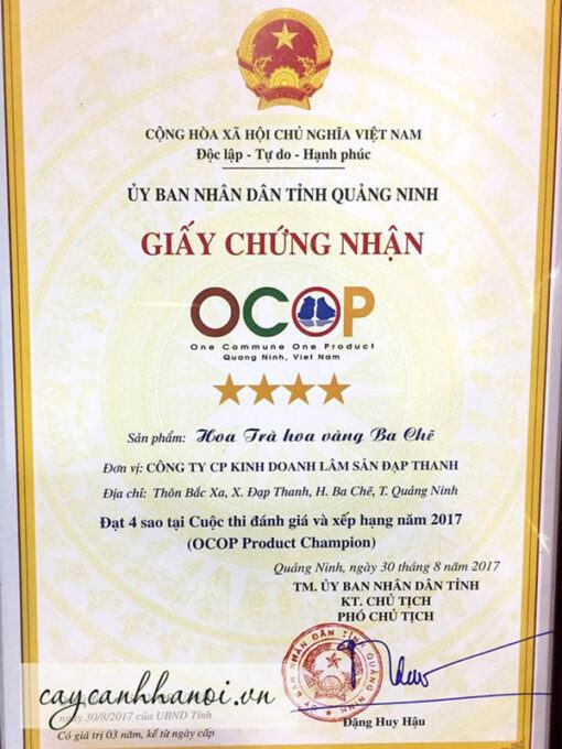 Trà hoa vàng ba chẽ sấy lạnh đạt chuẩn 5 sao