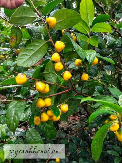 Cây trà hoa vàng tại Ba Chẽ Quảng Ninh