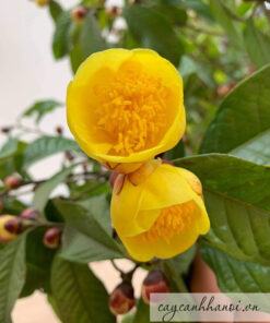 Chè hoa vàng có tên tiếng Anh Golden Camellia