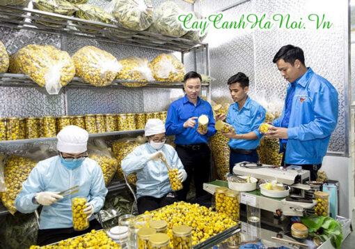 Cho trà hoa vàng Ba Chẽ vào lọ để cung cấp ra thị trường