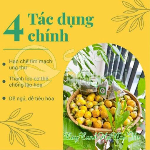 Tác dụng của trà hoa vàng