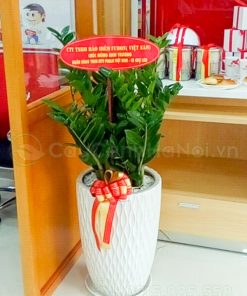 Đặt cây khai trương Hà Nội nhanh chóng gọn nhẹ