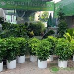 Cây Hạnh Phúc