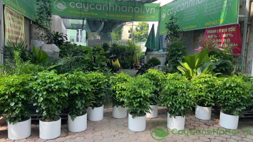 Đến Cây Cảnh Hà Nội để mua cây hạnh phúc đẹp, chất lượng