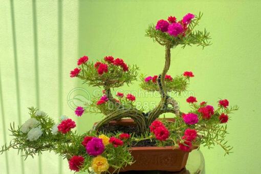 Hoa mười giờ trồng bonsai trang trí