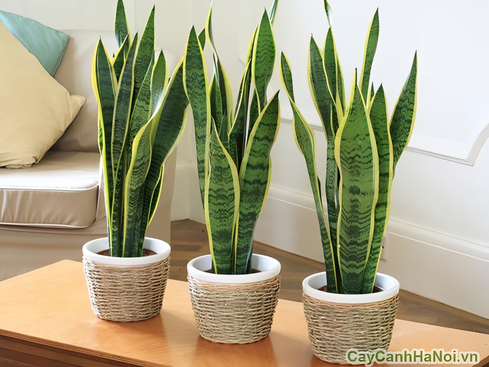 Trồng cây lưỡi hổ giúp gia chủ thu hút nguồn năng lượng tích cực