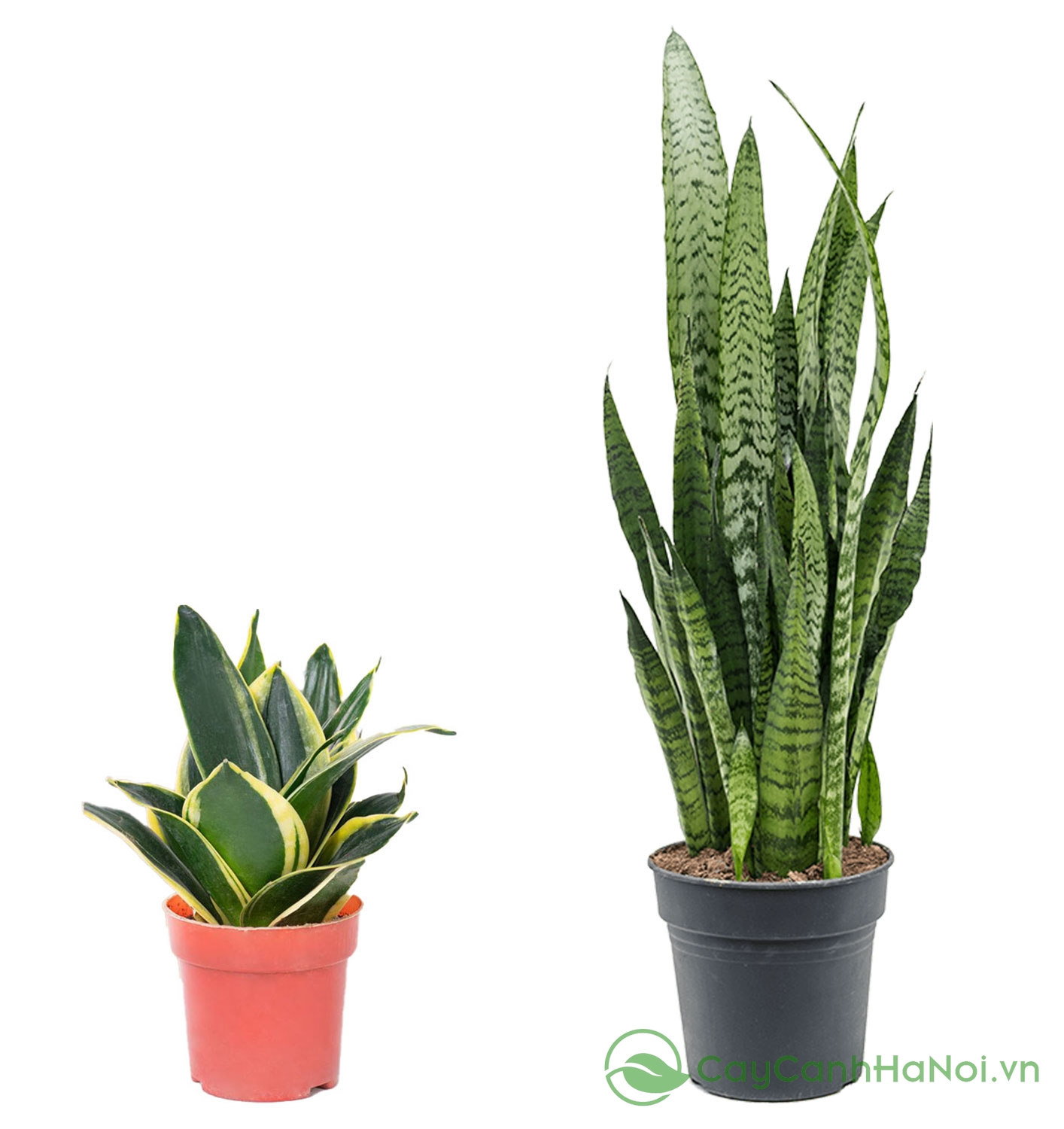 Phương pháp tách bụi yêu cầu chọn cây mẹ khỏe mạnh