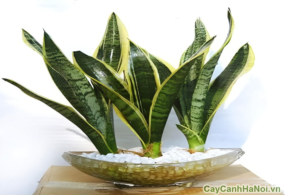 Cây giâm lá sẽ phát triển chậm hơn