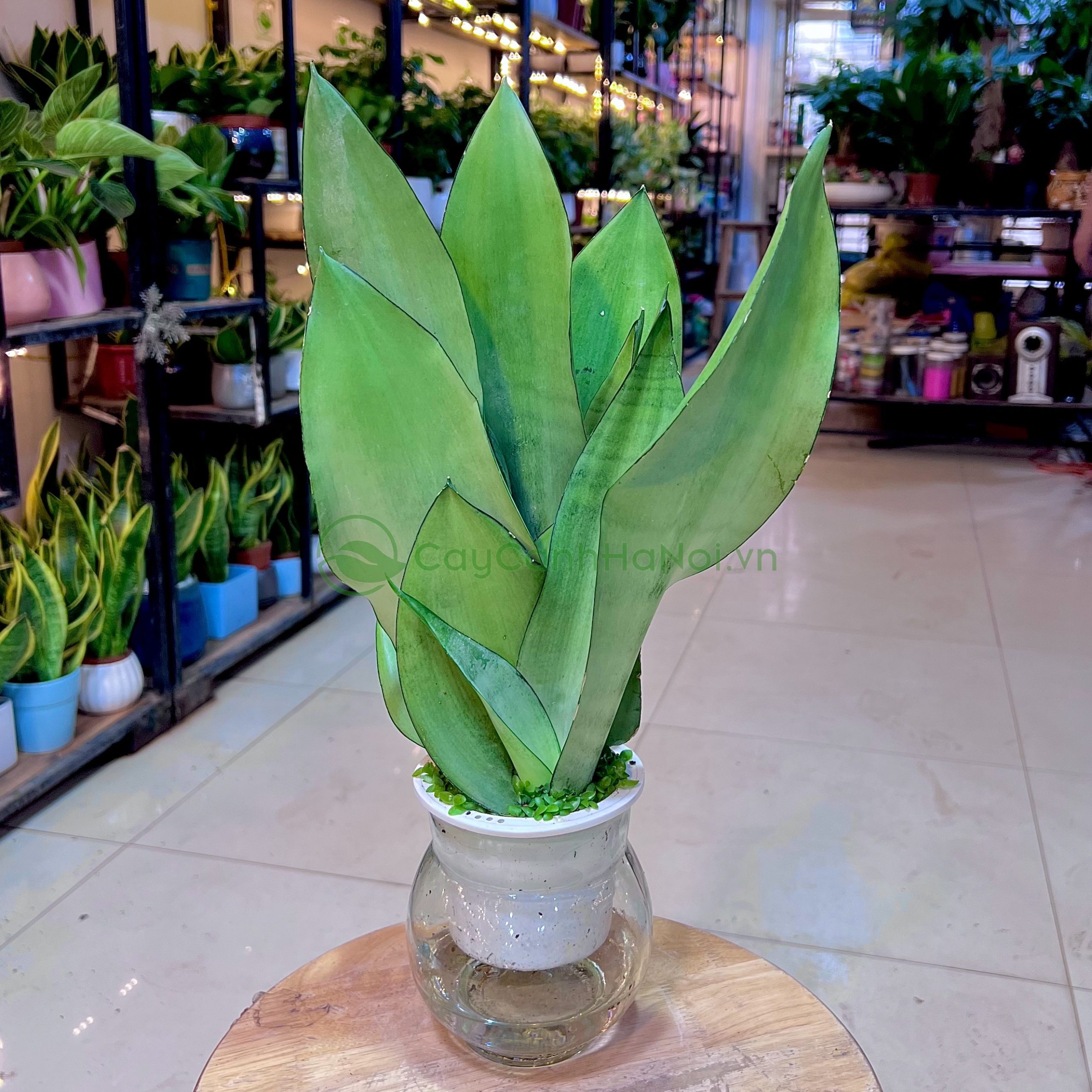 Cây giâm lá sẽ phát triển chậm hơn