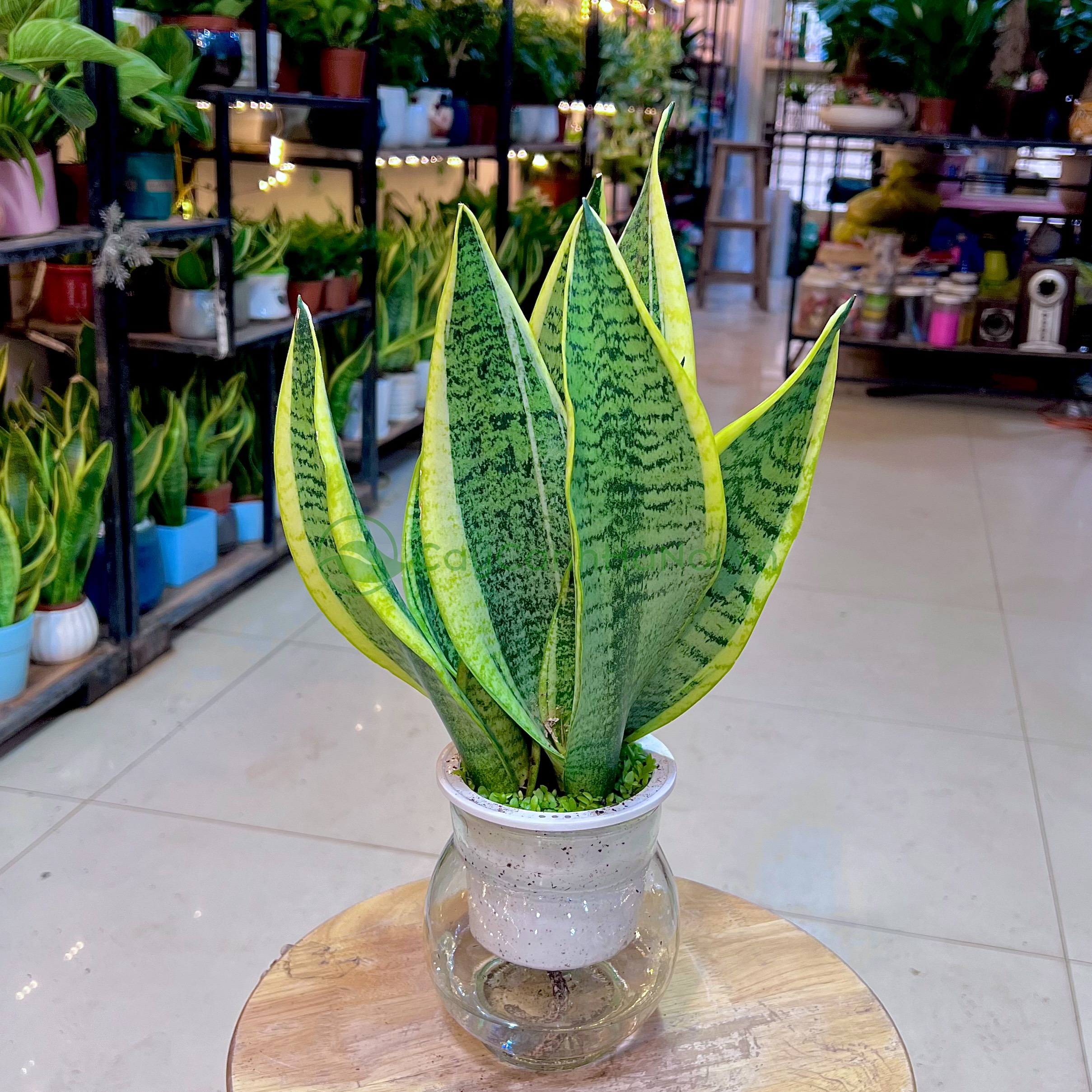 Nên đặt cây lưỡi hổ ở nơi có ánh sáng gián tiếp