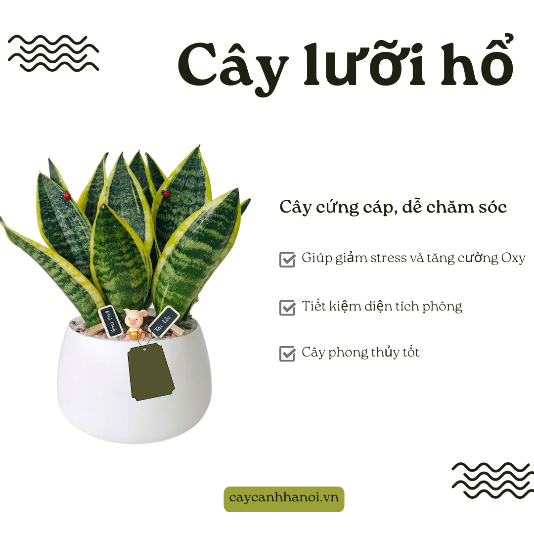 Cây lưỡi hổ có nhiều lợi ích thiết thực cho sức khỏe và môi trường sống