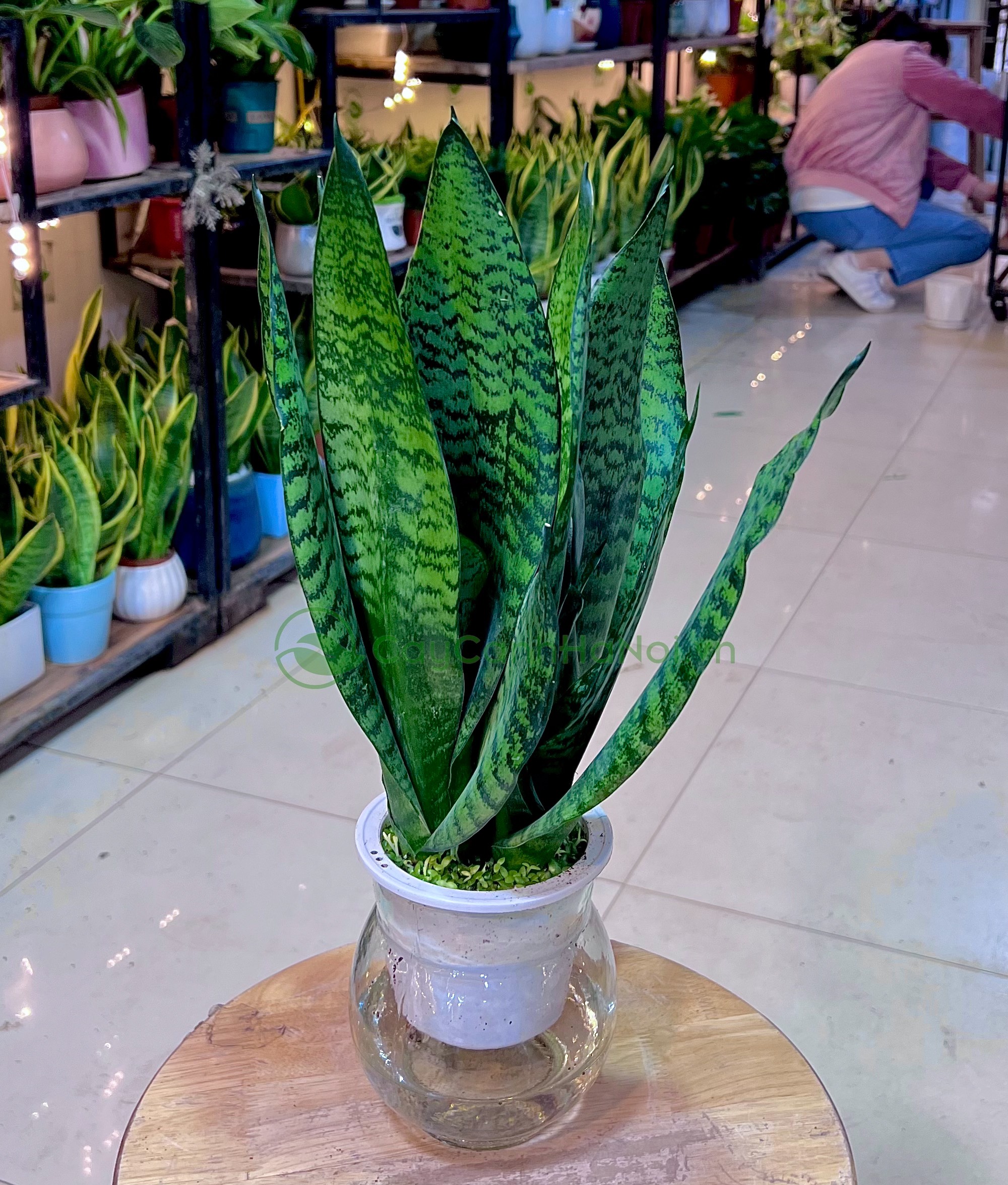Trồng cây lưỡi hổ giúp gia chủ thu hút nguồn năng lượng tích cực