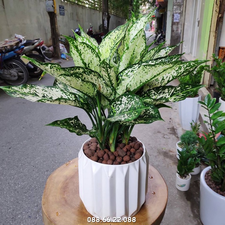 Cây Cảnh Hà Nội nổi bật với sự đa dạng cây cảnh và chính sách giá cạnh tranh