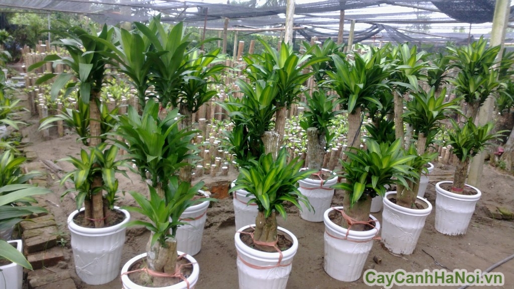 Thiết mộc lan cây tặng khai trương trang trọng và ý nghĩa