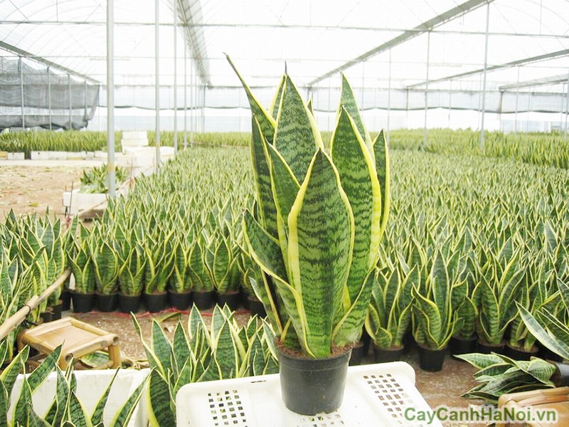 Cây lưỡi hổ giúp vận lưu thông, công việc hanh thông