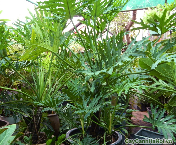 Cây trầu bà thanh xuân gắn với may mắn, tài lộc và sự phát triển thịnh vượng