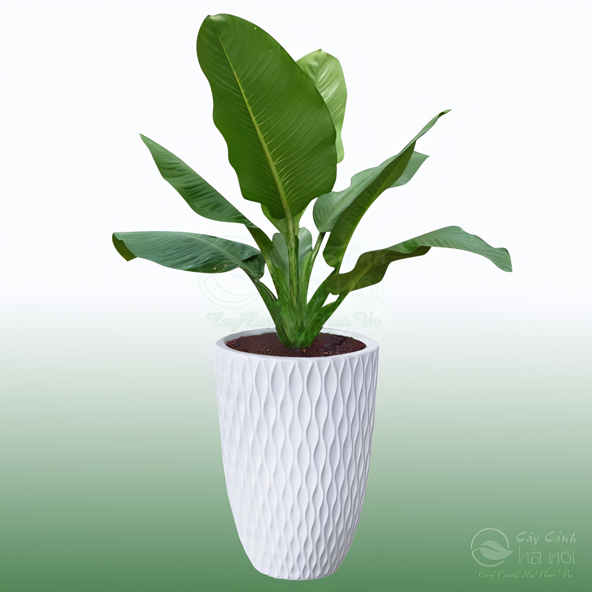 Cây đại phú gia đặc biệt hợp với mệnh Mộc và Thổ