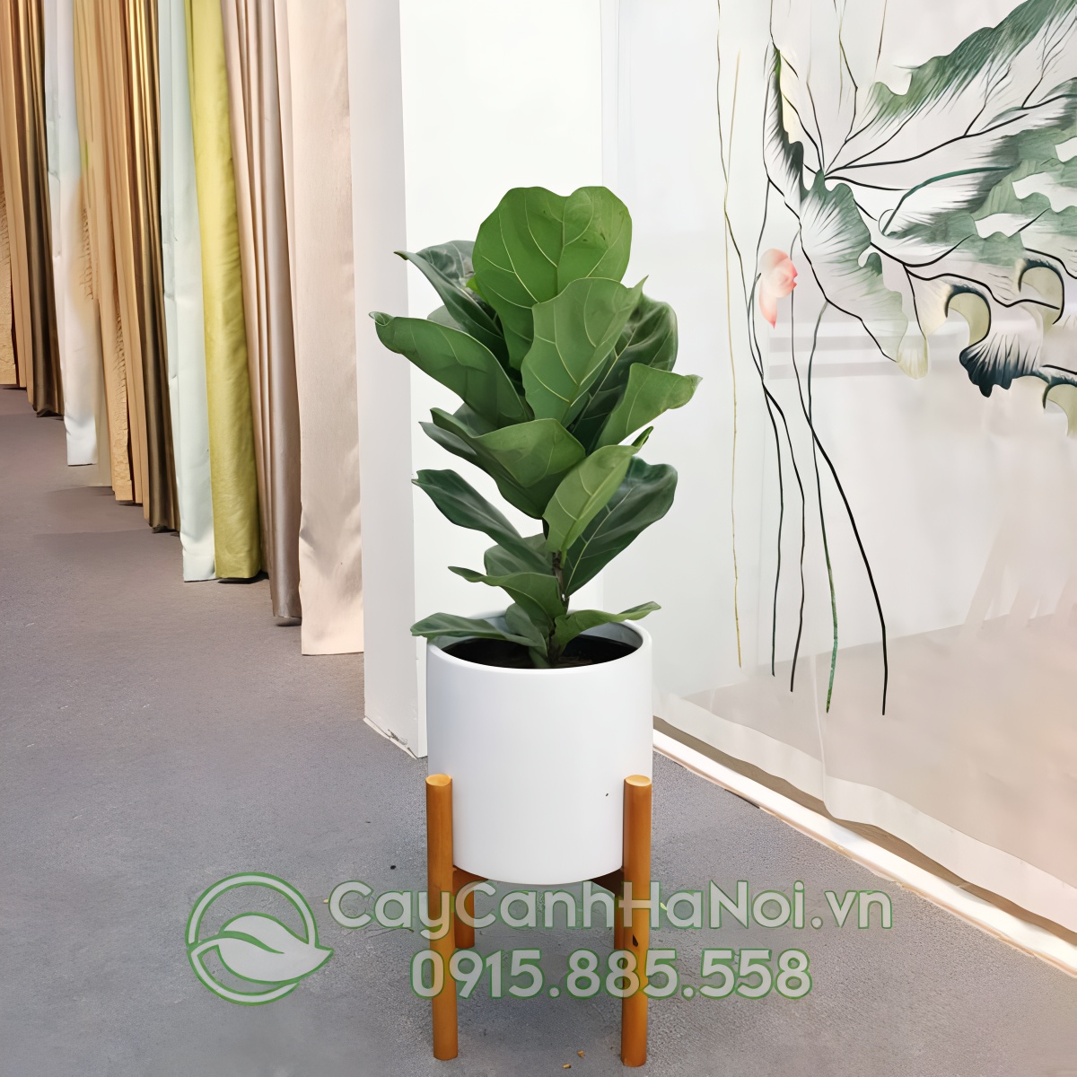 Bàng Singapore mang ý nghĩa tài lộc, thịnh vượng và sự phát triển ổn định