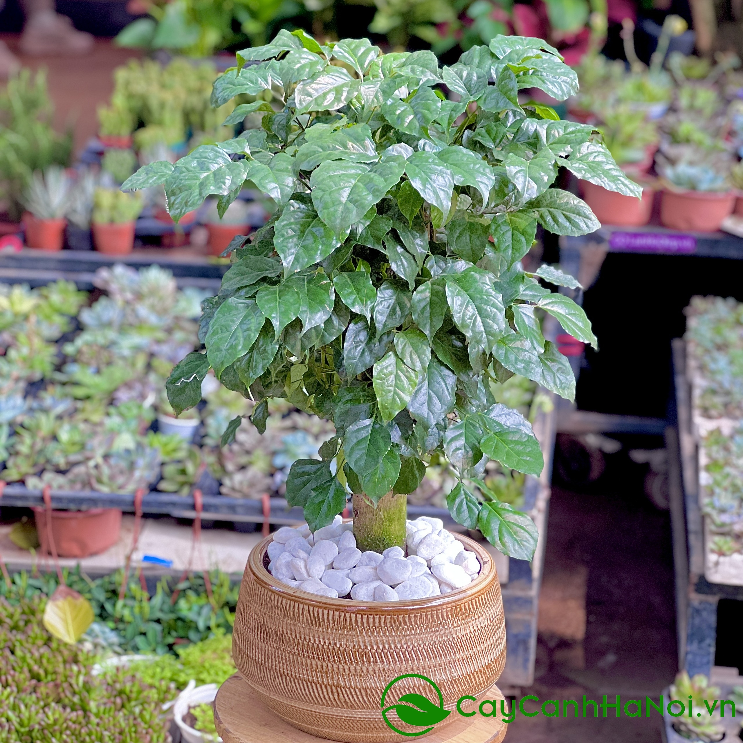 Đặt cây hạnh phúc trên bàn làm việc giúp giảm căng thẳng