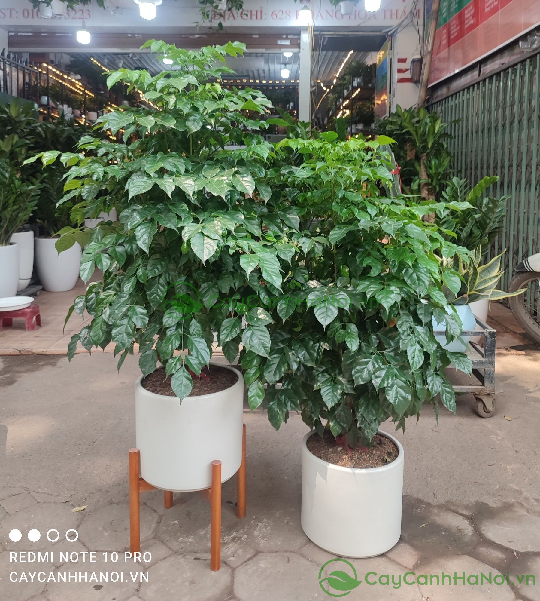 Trồng cây hạnh phúc giúp cân bằng không gian sống cho gia chủ