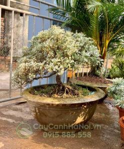 Cây cúc mốc bonsai