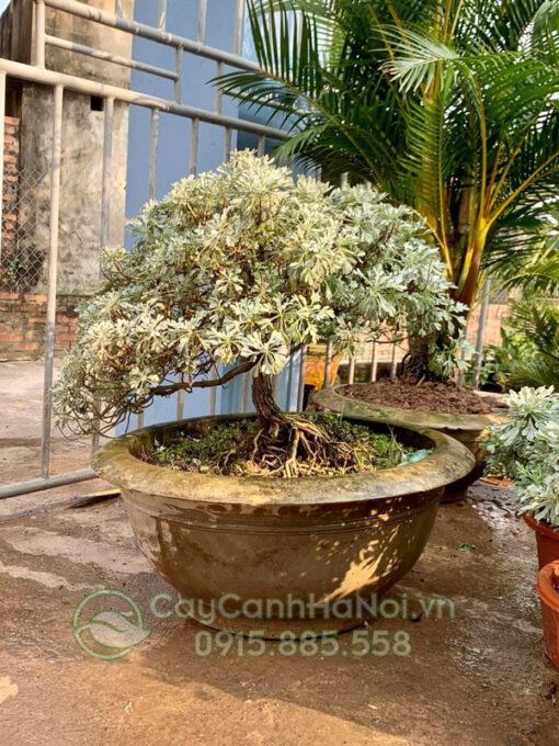 Cây cúc mốc bonsai