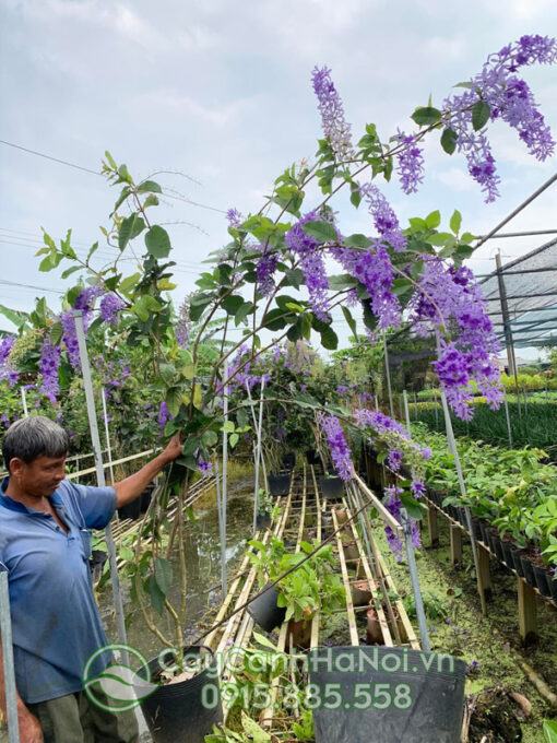 Càng nắng cây càng cho hoa đẹp