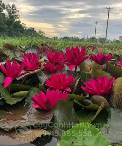 Cây hoa súng màu đỏ