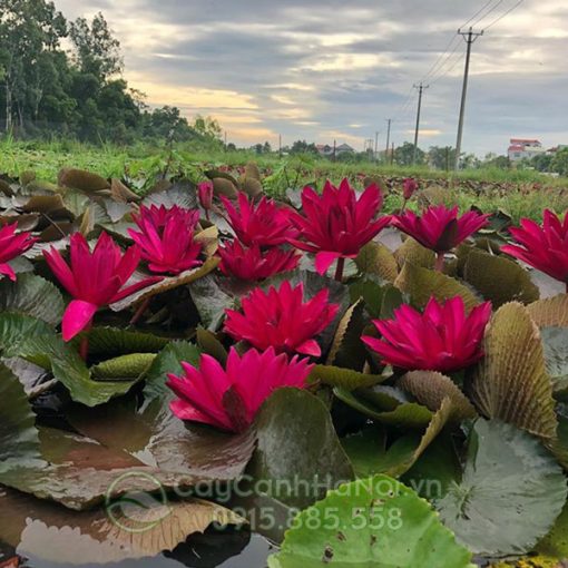 Cây hoa súng màu đỏ