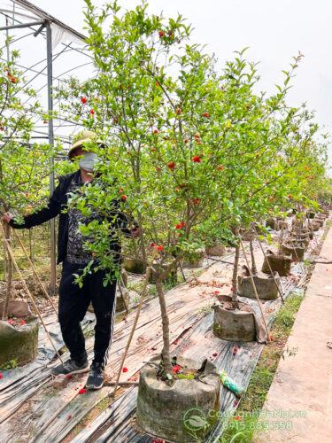 Cây lựu hạnh hoa đỏ