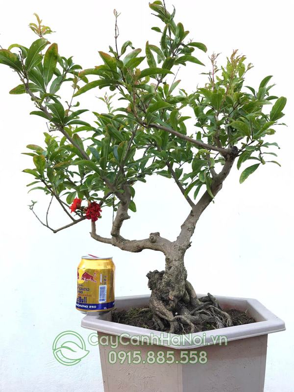 Hoa lựu hạnh làm cây bonsai