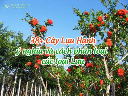 Cây Lựu Hạnh, ý nghĩa và cách phân loại các loại Lựu