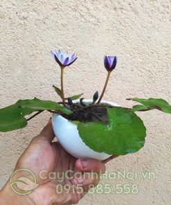 Cây súng thái mini trồng chậu