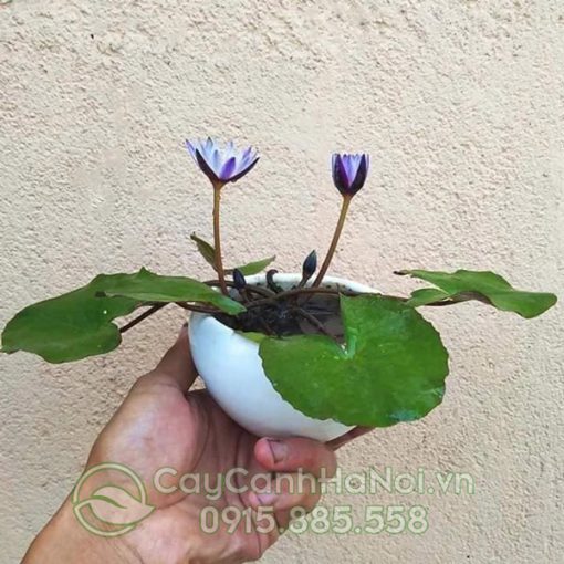 Cây súng thái mini trồng chậu