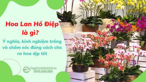 Hoa Lan Hồ Điệp là gì? Ý nghĩa, kinh nghiệm trồng và chăm sóc đúng cách cho ra hoa dịp tết