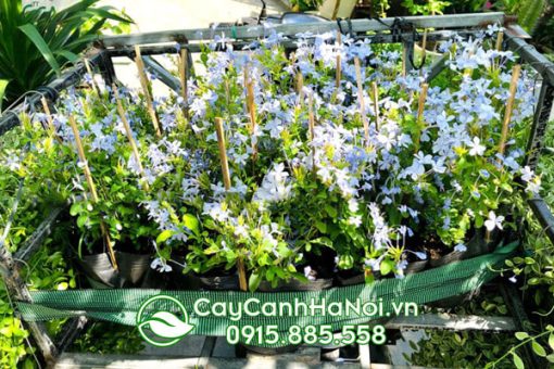 Cây hoa thanh xà sở hữu màu hoa đẹp