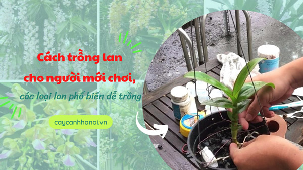 Hướng dẫn trồng lan cho người mới chơi