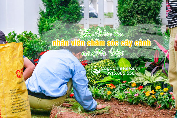 Việc làm nhân viên chăm sóc cây cảnh tại Hà Nội