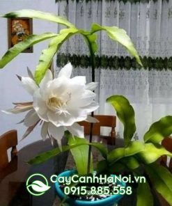 Đặc điểm cây quỳnh hương