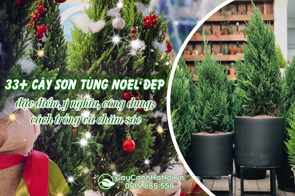 Cây sơn tùng noel đẹp, đặc điểm, ý nghĩa, công dụng, cách trồng và chăm sóc