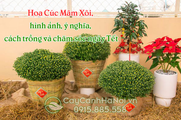 Hoa Cúc Mâm Xôi, hình ảnh, ý nghĩa, cách trồng và chăm sóc ngày Tết