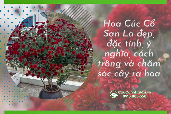 Hoa Cúc Cổ Sơn La đẹp, đặc tính, ý nghĩa, cách trồng và chăm sóc cây ra hoa