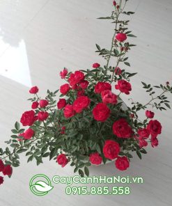 Cây hoa hồng trứng bền và sai hoa