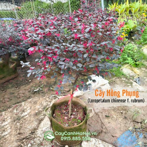 Bán cây hồng phụng