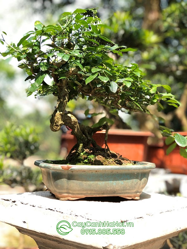 Cách trồng cây bonsai nguyệt quế mini