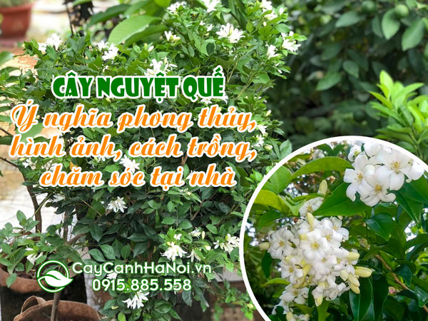 Cây nguyệt quế: Ý nghĩa phong thủy, hình ảnh, cách trồng, chăm sóc tại nhà