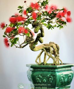 Cây điệp lào bonsai