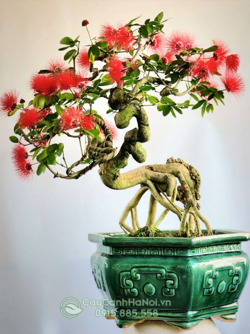 Cây điệp lào bonsai