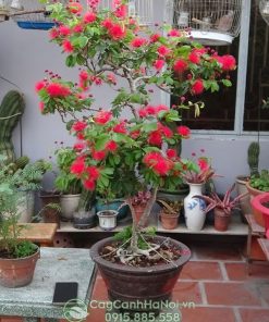 Cây hoa pháo bonsai