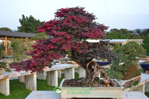 cây hồng phụng bonsai